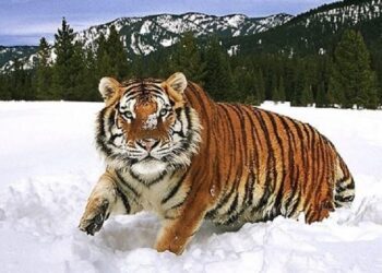Туранский тигр. Optimism.kz