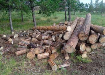 В незаконной порубке деревьев подозревается акмолинец