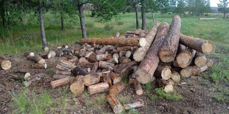 В незаконной порубке деревьев подозревается акмолинец