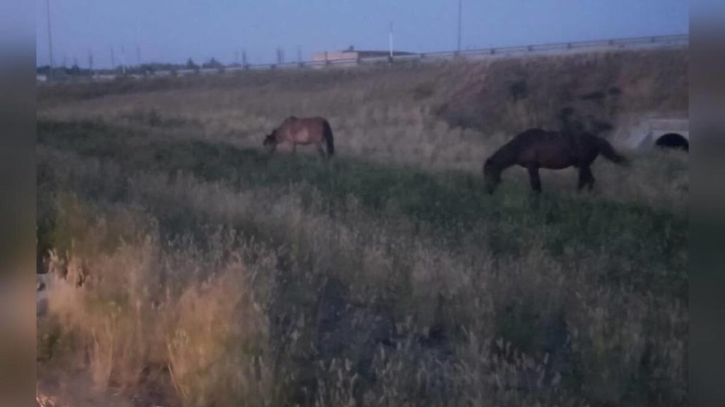 За гуляющий по дороге лошадей наказали табунщика в Павлодарской области