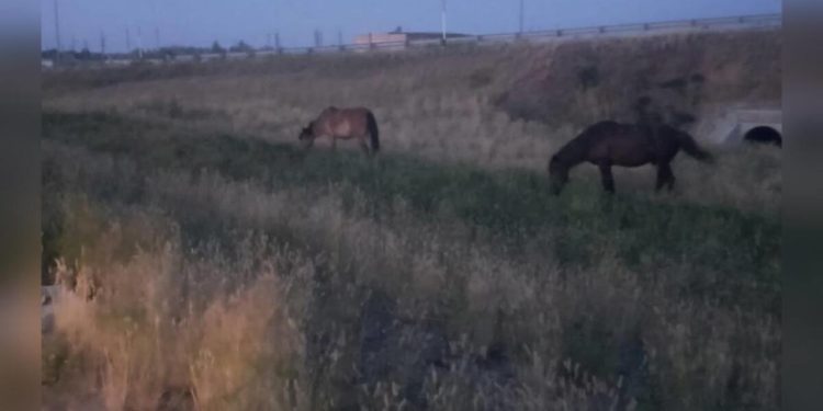 За гуляющий по дороге лошадей наказали табунщика в Павлодарской области