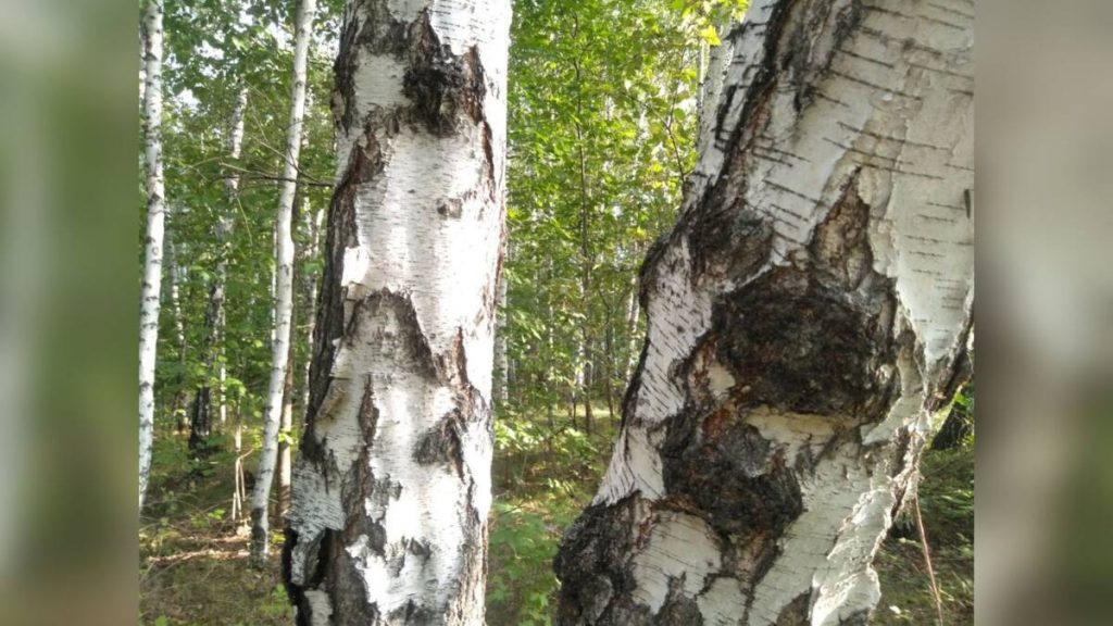 Человеческие останки нашли в лесу при сборе ягод в СКО