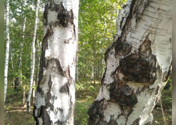 Человеческие останки нашли в лесу при сборе ягод в СКО