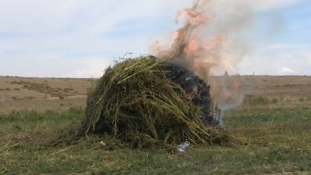 Плантация дикорастущей конопли уничтожена в ВКО