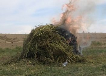 Плантация дикорастущей конопли уничтожена в ВКО