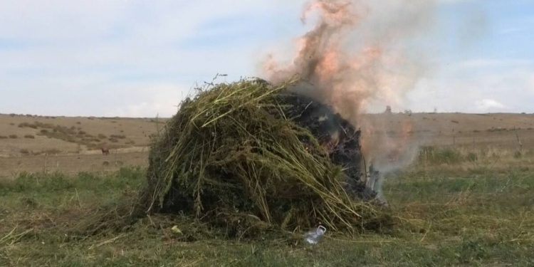 Плантация дикорастущей конопли уничтожена в ВКО