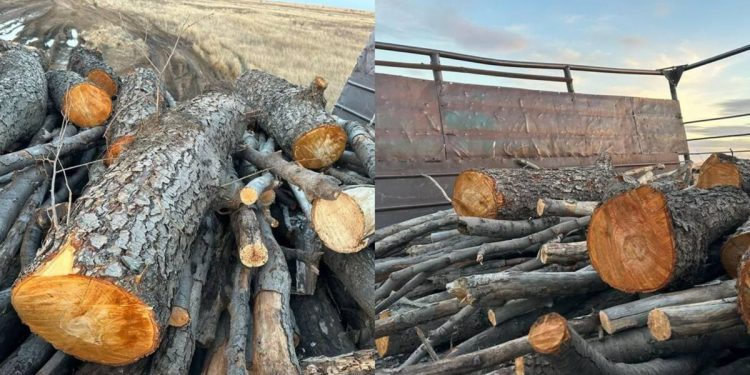 Краснокнижные деревья вырубили двое сельчан в Актюбинской области