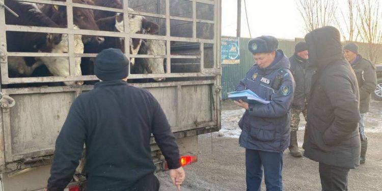 Полицейские задержали мужчину, похитившего племенных коров в Актюбинской области