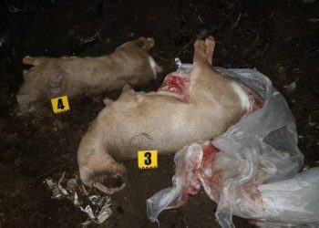 Две обезглавленные туши косули обнаружили на мусорной свалке в области Абай