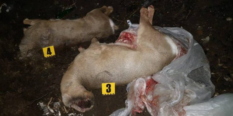 Две обезглавленные туши косули обнаружили на мусорной свалке в области Абай
