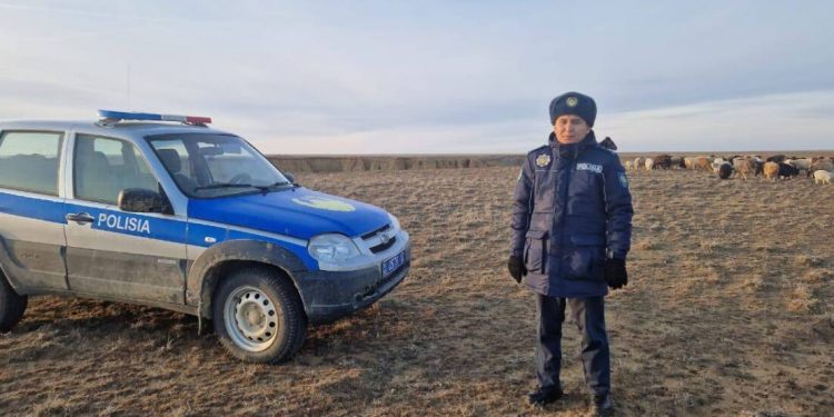 800 пропавших овец на 35 млн тенге нашли полицейские Костанайской области