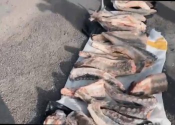 Черную икру и осетровую рыбу изъяли в Атырауской области