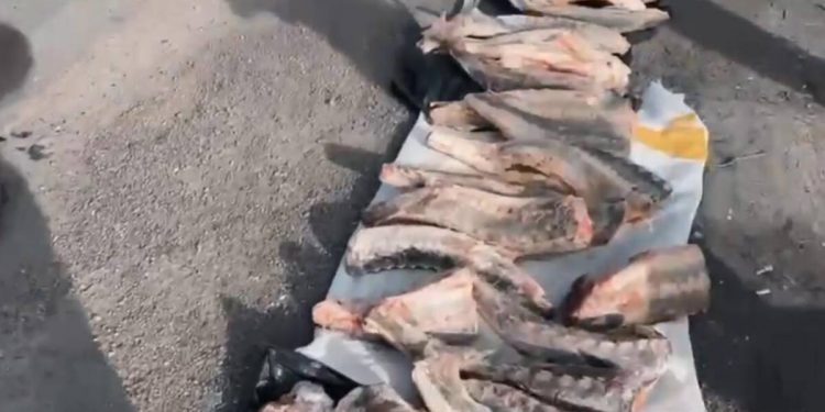Черную икру и осетровую рыбу изъяли в Атырауской области