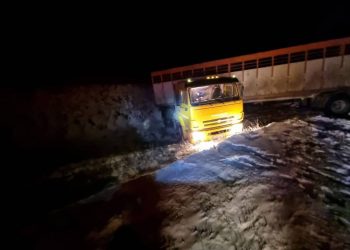 КамАЗ с коровами съехал в кювет в Костанайской области