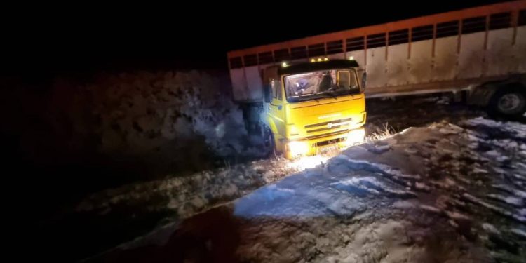 КамАЗ с коровами съехал в кювет в Костанайской области