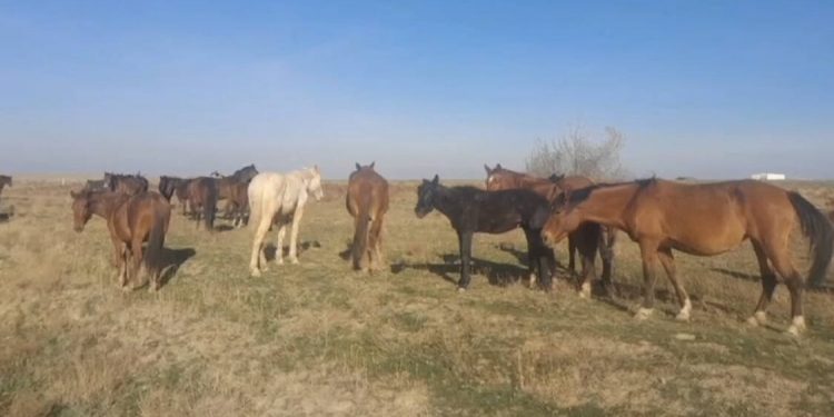 Полицейские нашли 69 пропавших лошадей сельчанина в 40 км от места выпаса