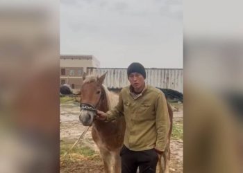 Пропавшую лошадь вернули шымкентцу участковые