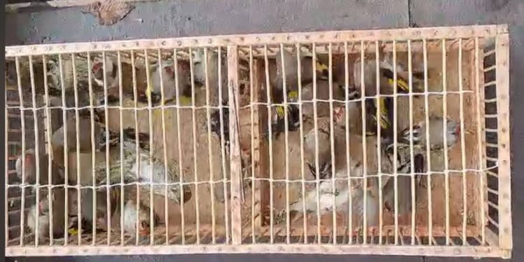 Свыше 200 незаконно выловленных птиц освободила природоохранная полиция Шымкента
