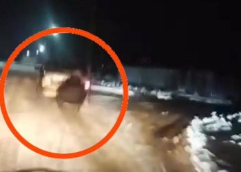 Авто с санями и несовершеннолетними пассажирами колесило в Жамбылской области