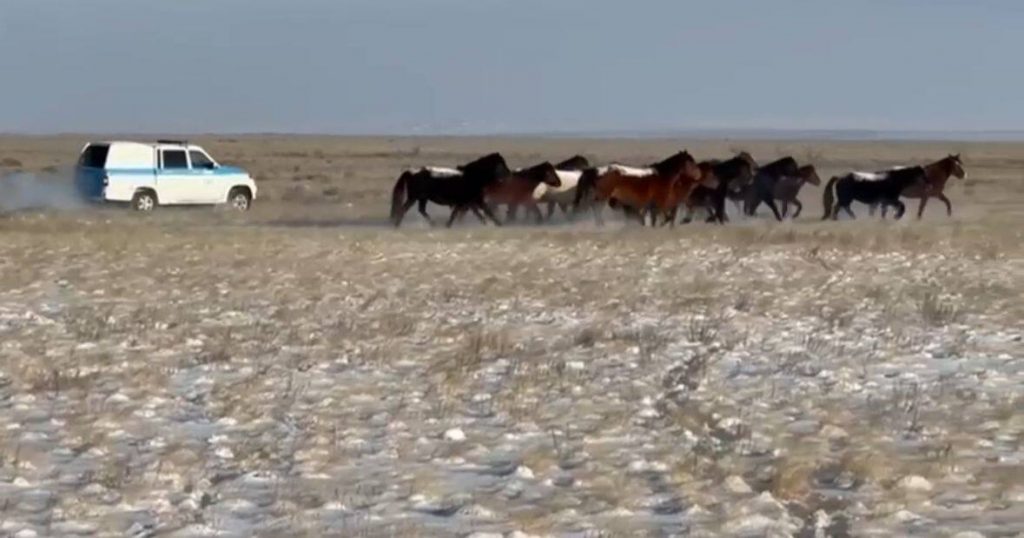 Полицейские нашли пропавший табун лошадей сельчанина в Актюбинской области
