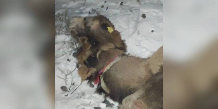 Пять верблюдов попали под поезд в Атырауской области
