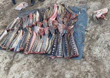 Более 120 кг осетровых видов рыб изъято у жителя Атырау