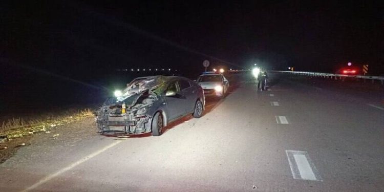 Бродячий скот спровоцировал дорожную аварию в Жетісу
