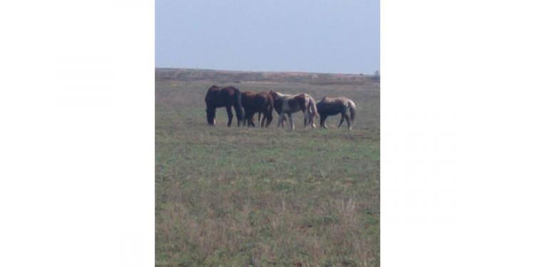 Пропавших лошадей нашли полицейские Карагандинской области