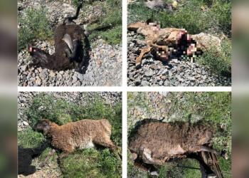 11 голов мелкого рогатого скота попали под грузовой поезд в Кызылординской области