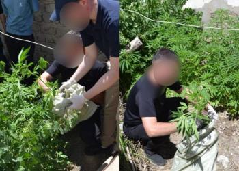 59 кустов марихуаны обнаружили во дворе дома жителя Кызылординской области