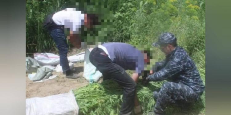 Ликвидированы две крупные наркоплантации в Алматинской и Кызылординской областях
