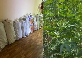 Около 300 кустов конопли изъяли полицейские у жителя Туркестанской области