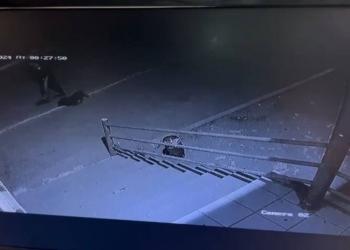 В столице кража породистой собаки попала на видео