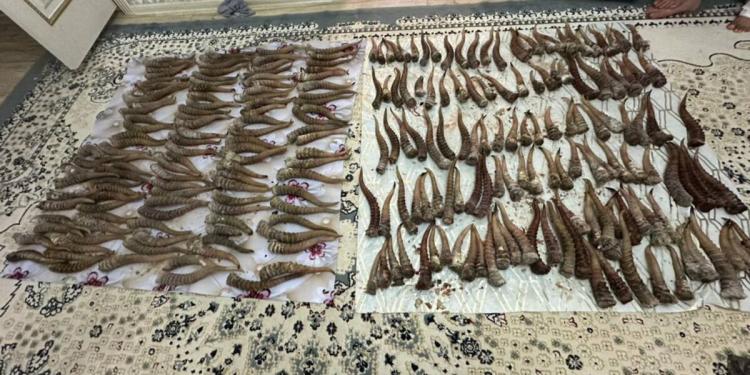 13 туш сайги и 328 рогов изъяли у группы браконьеров в Карагандинской области