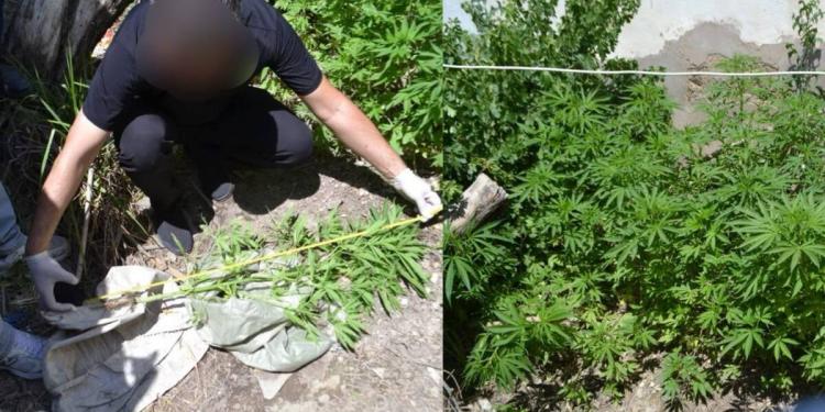 Наркоплантатора осудили в Кызылорде