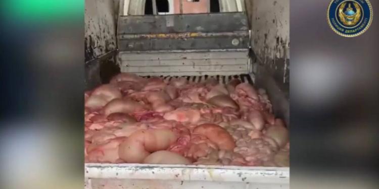 Регистрация скотокрадства снизалась почти вдвое в Туркестанской области